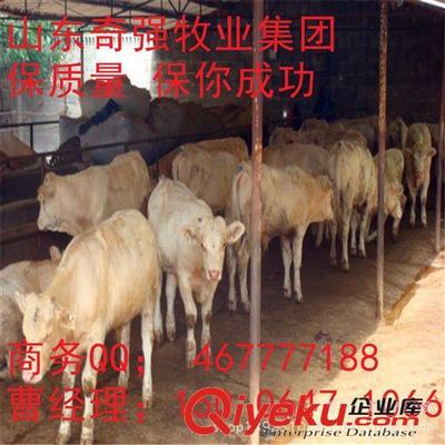 饲养屠宰牛 高出肉率品种深度解析——夏洛莱牛的优势与嘉祥县奇强养殖场推荐