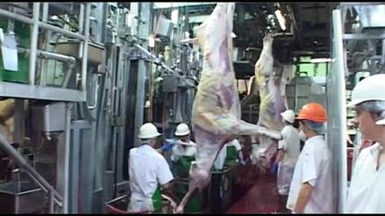 天问 记澳洲肉牛屠宰及肉品深加工