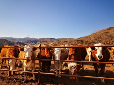 榆林畜牧业提质增效 肉牛屠宰加工高歌猛进