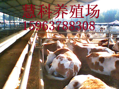 屠宰用西门塔尔大肉牛价格全面看涨（市场价格对比播报）