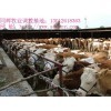 长沙架子牛与肉牛屠宰市场价格与交易地点全解析