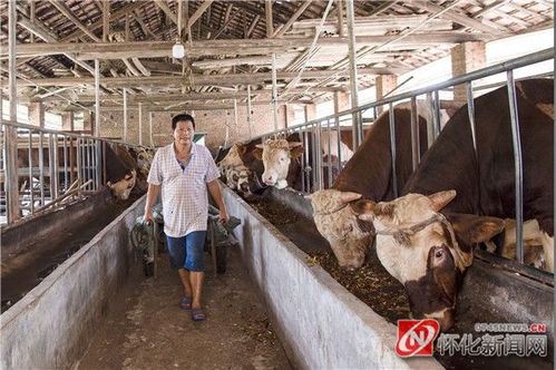 图说怀化｜年关近 牛肉鲜——探访肉牛屠宰一线守护市民餐桌安全