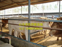 屠宰肉牛 大量出售 价格优惠 送货到家
