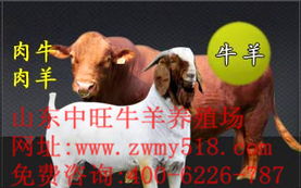 新农商指数介绍 指数积分 244