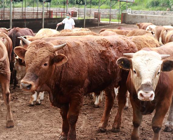 2020-06-25池州畜源牧业发展主营业务:肉牛养殖,屠宰,销售