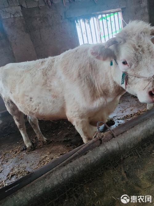 黄牛  夏南牛肉牛 800-1300斤 公母混合 屠宰牛 12月龄
