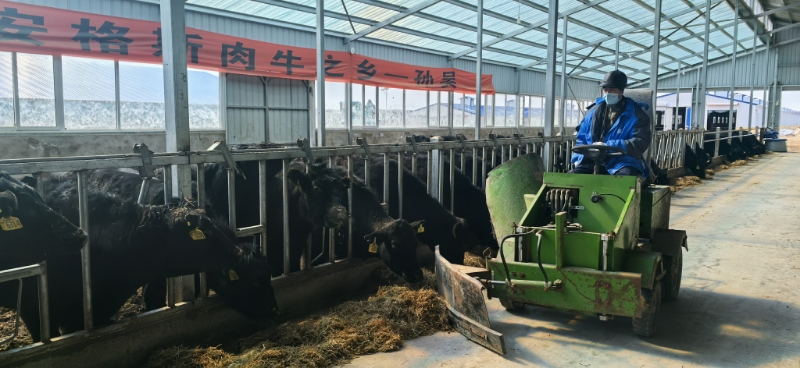 孙吴县打造安格斯肉牛全产业链 &ldquo;黑尊牛&rdquo;品牌走向全国市场