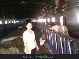 【供应屠宰肉牛 肉羊鲁西黄牛、改良牛、】价格,厂家,图片,动物种苗,潘传会-