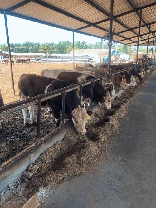 想在新疆地区养殖肉牛?这些技术要点你不能错过!